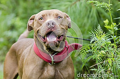 Chocolate American Pitbull Terrier dog with red collar Stock Photo