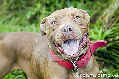 Chocolate American Pitbull Terrier dog with red collar Stock Photo
