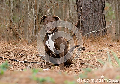 Chocolate American Pitbull Terrier Puppy Dog Stock Photo