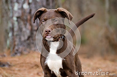 Chocolate American Pitbull Terrier Puppy Dog Stock Photo