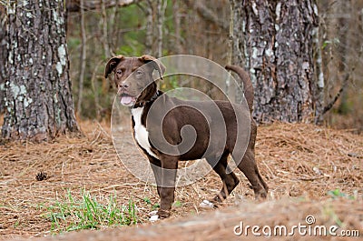 Chocolate American Pitbull Terrier Puppy Dog Stock Photo