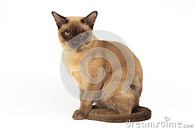 Chocolate Burmese cat on white background Stock Photo