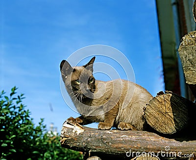 CHOCOLATE BURMESE DOMESTIC CAT, ADULT STANDING ON PILE OF LOGS Stock Photo