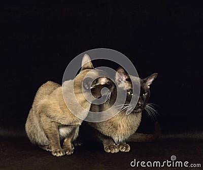 CHOCOLATE BURMESE DOMESTIC CAT, PAIR GROOMING Stock Photo