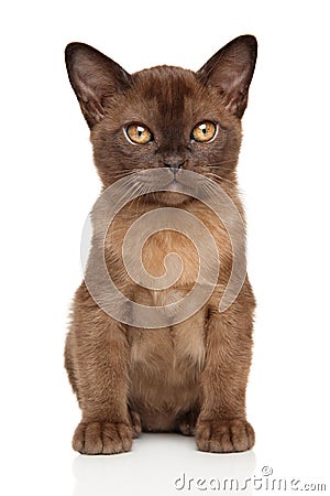 Chocolate Burmese kitten Stock Photo