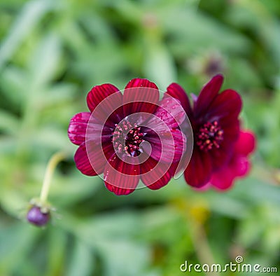 Chocolate cosmos plant Stock Photo