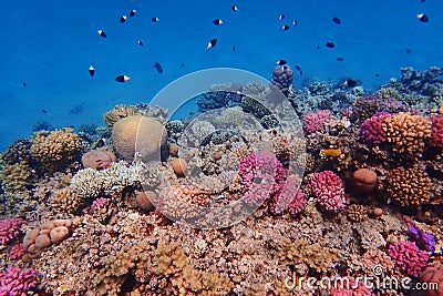 Chocolate dip chromis fish - Chromis Dimidiata, damselfish Stock Photo