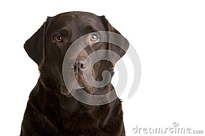 Chocolate Labrador Stock Photo