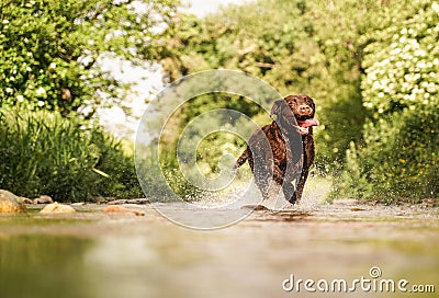 Chocolate labrador running in mountain stream Stock Photo