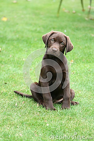 Chocolate Labrador puppy with quizzical expression Stock Photo