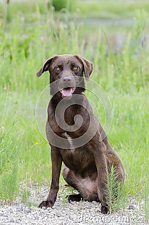 Chocolate Labrador Retreiver mixed breed dog Stock Photo