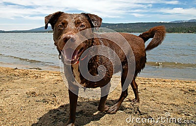 Chocolate Labrador Retriever Stock Photo