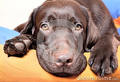 Chocolate Labrador Retriever dog Stock Photo