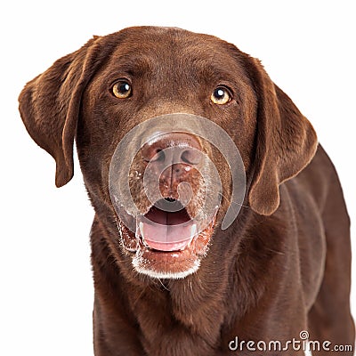 Chocolate Labrador Retriever Dog Head Shot Stock Photo