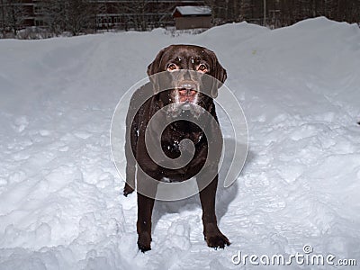 Chocolate labrador retriever dog standing in the snow Stock Photo