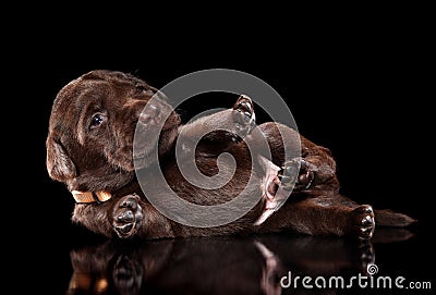 Chocolate Labrador retriver puppy lying Stock Photo