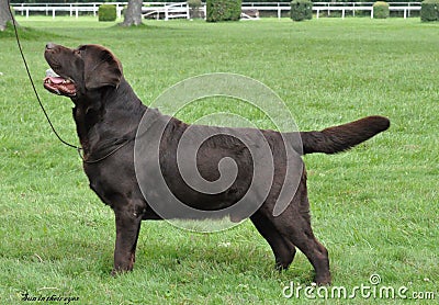 Chocolate Labrador standing Editorial Stock Photo