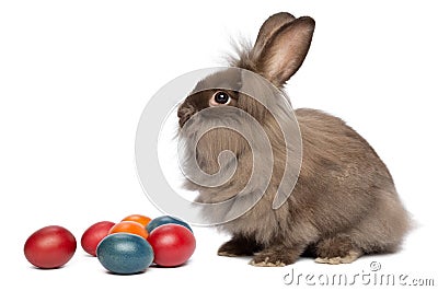 A chocolate lionhead bunny rabbit with easter eggs Stock Photo