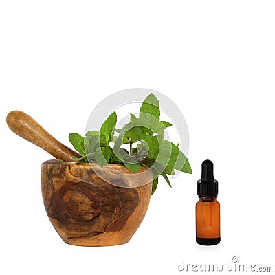 Chocolate Mint Herb Essence Stock Photo