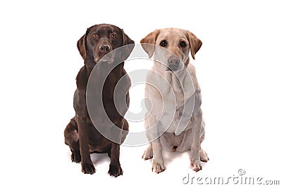 Chocolate and yellow labs Stock Photo