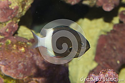 The Chocolatedip chromis Chromis dimidiata. Stock Photo