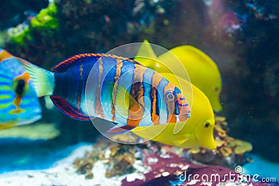 Choerodon fasciatus - Harlequin tuskfish Stock Photo