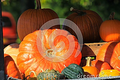 Choice of yellow and red pumpkins in different sizes and shapes decorated on a cart in bright autumn light - Netherlands Stock Photo