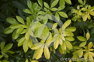 Choisya ternata evergreen shrub Stock Photo