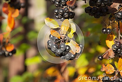 Chokeberry in autumn.Harvesting of chokeberry in the backyard Stock Photo