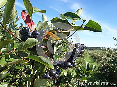 Chokeberry orchard Stock Photo