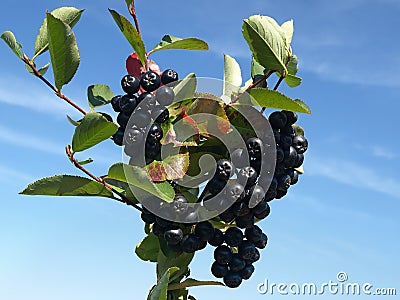 Chokeberry orchard Stock Photo