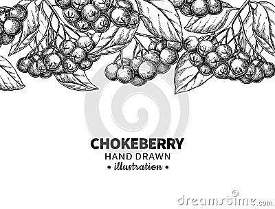 Chokeberry vector drawing. Hand drawn botanical template with berries and leaves. Engraved Illustration of herb Vector Illustration