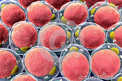 Cholesterol in a cells Stock Photo