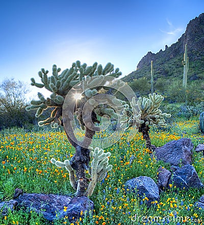 Cholla Stock Photo