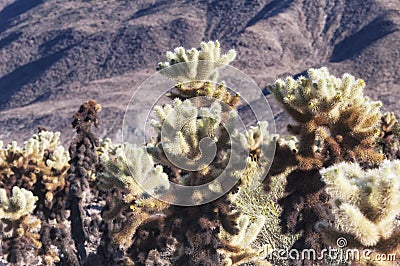 Cholla cacti in pinto basin Stock Photo