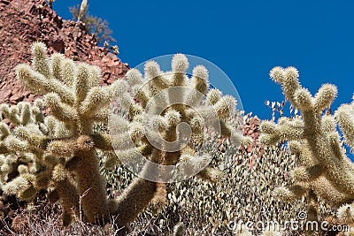 Cholla Cacti Stock Photo