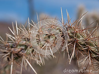 Cholla Cactus Stock Photo