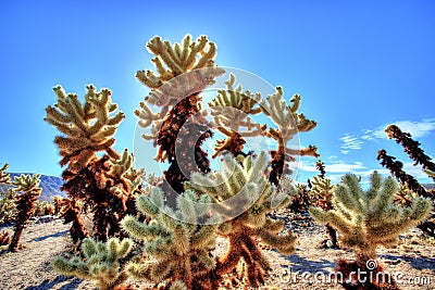 Cholla Cactus Garden at Joshua Tree National Park, California Stock Photo