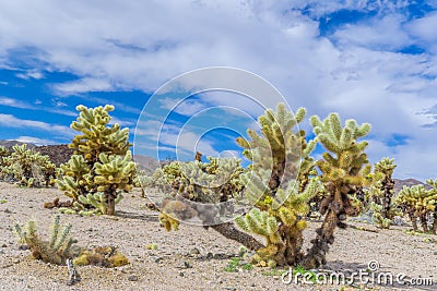 Cholla Cactus Garden Stock Photo