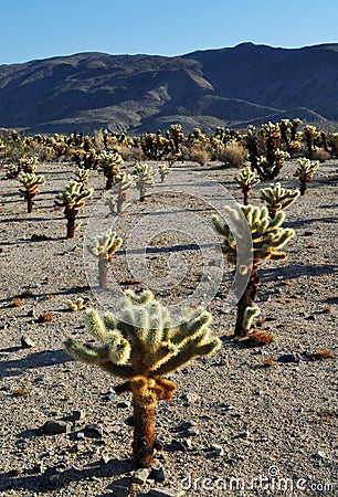 Cholla Cactus Garden, Joshua Tree National Park Stock Photo