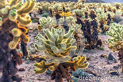Cholla Cactus at sunset, Joshua Tree National Park, California Stock Photo