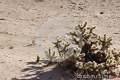 Cholla Cactus near El Golfo de Santa Clara, Sonora, Mexico Stock Photo