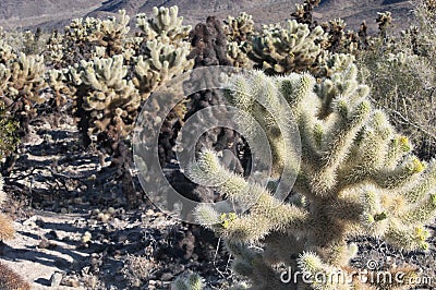 Joshua tree national park california teddy bear cholla cacti Stock Photo