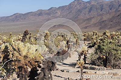 Joshua tree national park california teddy bear cholla cacti Stock Photo