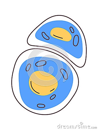 Chondrocyte Human Cell Vector Illustration