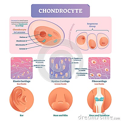 Chondrocyte vector illustration infographic. Medical labeled biology diagram Vector Illustration