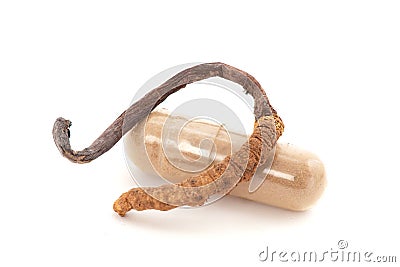 Chong cao or Cordyceps sinensis isolated on white background Stock Photo