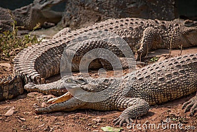 Chongqing crocodile crocodile pool center Stock Photo