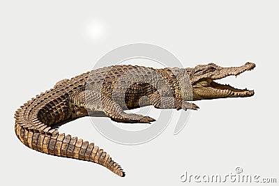 Chongqing crocodile crocodile pool center Stock Photo