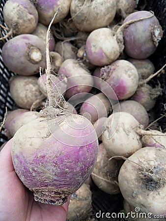 Choosing a turnip at the market Stock Photo